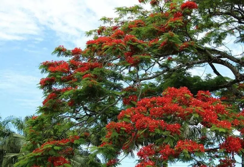 Superbe Studio Avec Varangue à 150 M De La Plage à La Saline Les Bains