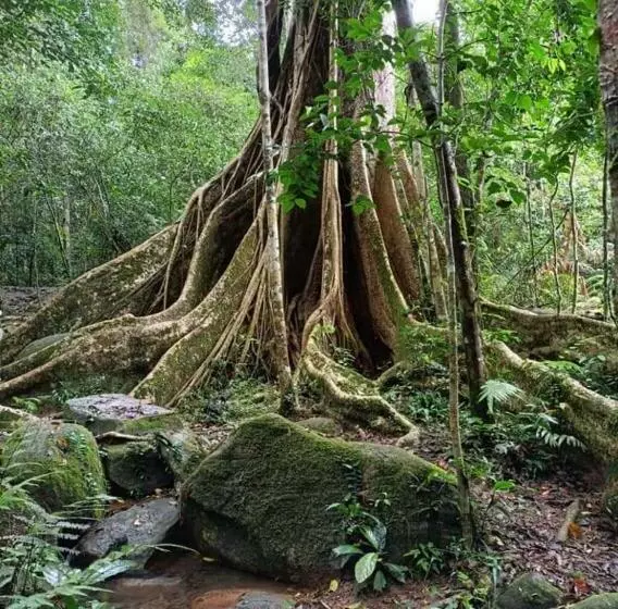 Aamiaismajoitus (B&B) Pakchong Hostel & Wildlife Tour