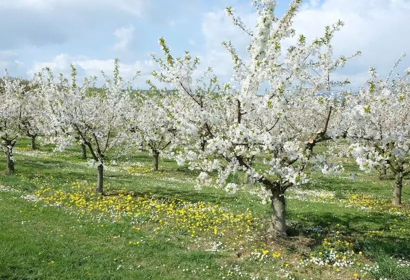 住宿加早餐 Villa Orchard Frankfurt