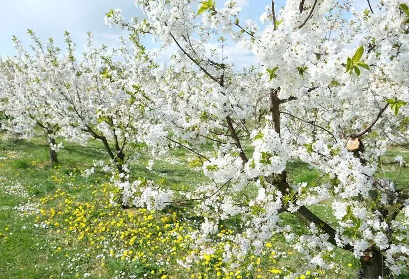 住宿加早餐 Villa Orchard Frankfurt