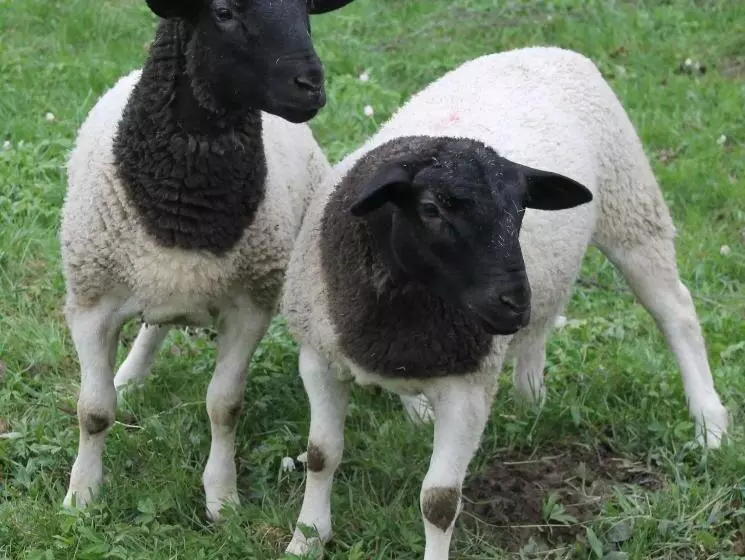 호텔 Schäfflerhof