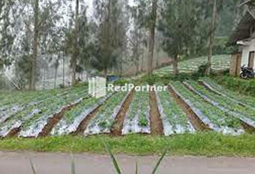 Hotell Gebby Homestay Bromo Redpartner