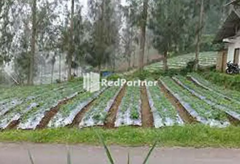 ホテル Gebby Homestay Bromo Redpartner