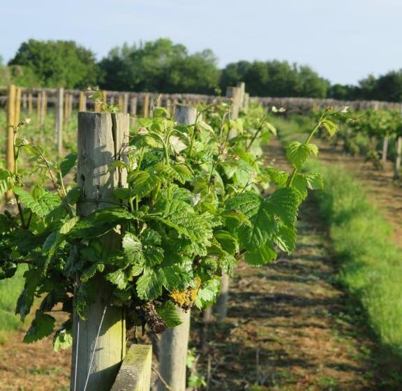 Vineyard Cottage, Hartest 2 Bed With Parking