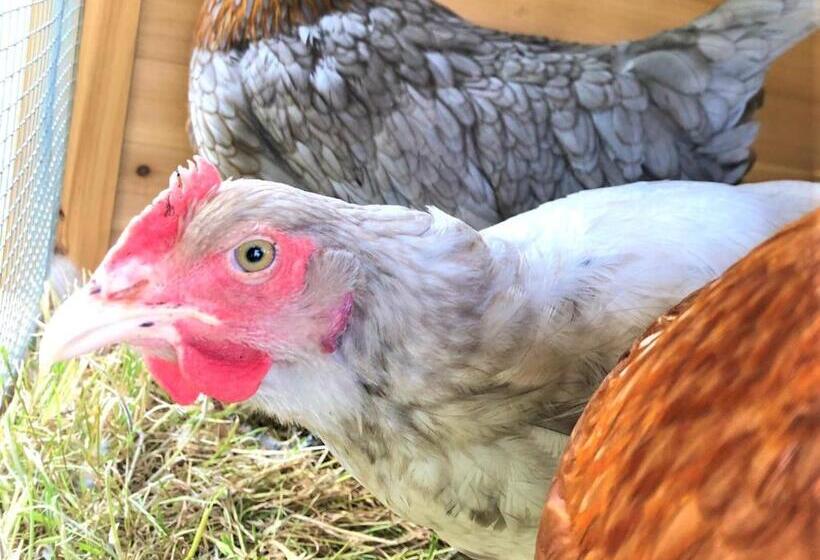 Large House On Farm With Own Heated Pool, As Seen On Bbc Tv