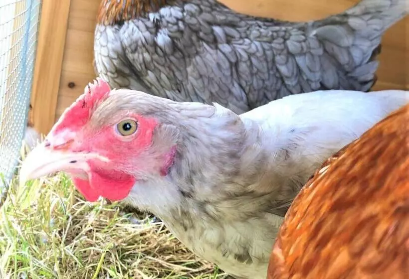 Large House On Farm With Own Heated Pool, As Seen On Bbc Tv