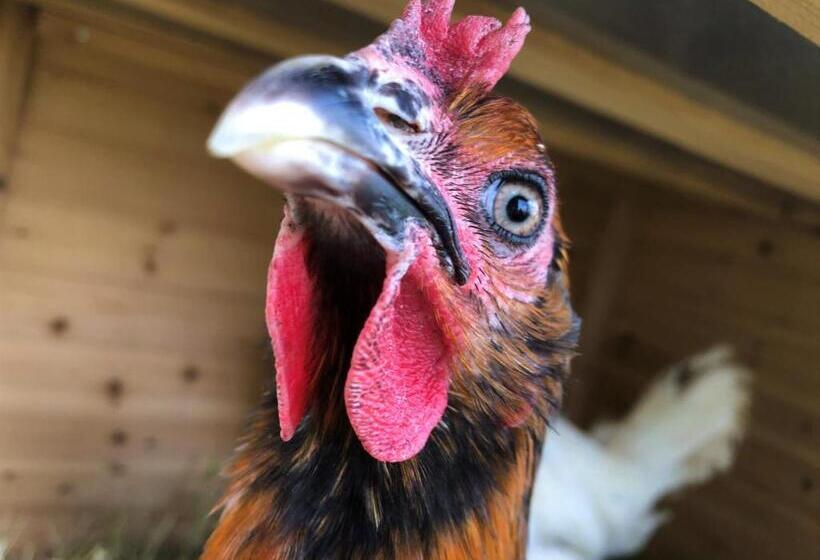 Large House On Farm With Own Heated Pool, As Seen On Bbc Tv