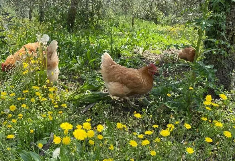 ホテル Agriturismo Valsiniga