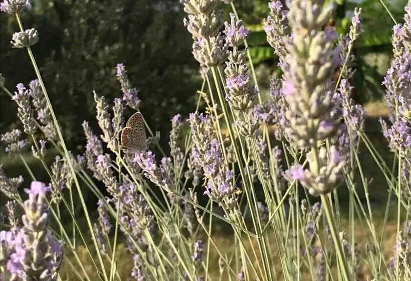 ホテル Agriturismo Valsiniga