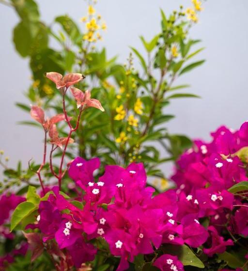 La Baie Des Bambous Sfx