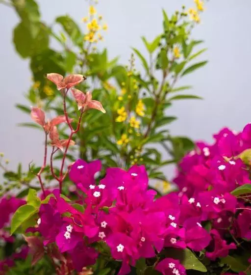 La Baie Des Bambous Sfx