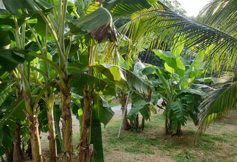 Hotelli Baan Suan Coconut Ko Yao Noi