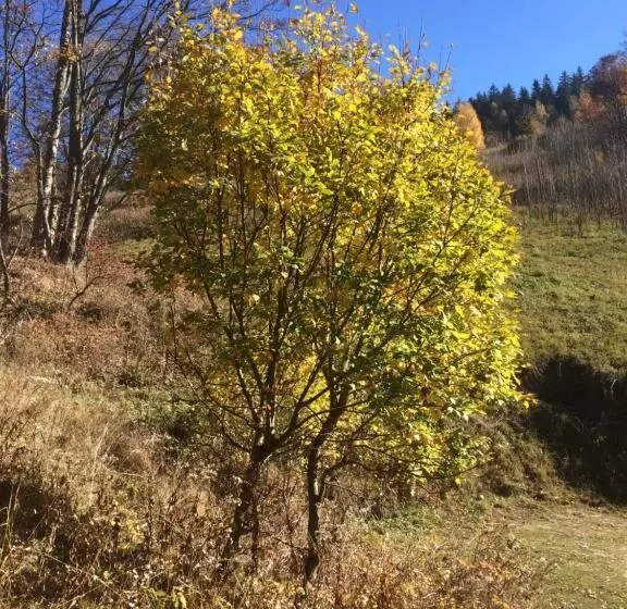 پانسیون Penzion Bouda Tonička