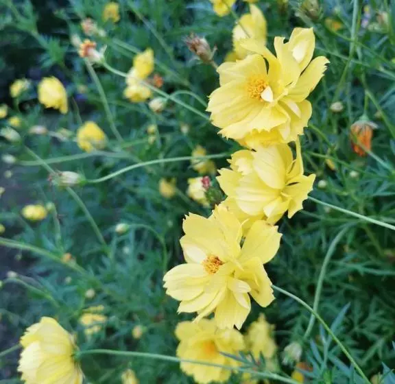 پانسیون Home Garden Chaeson บ้านสวน ชวนฝัน