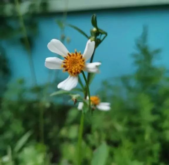 پانسیون Home Garden Chaeson บ้านสวน ชวนฝัน