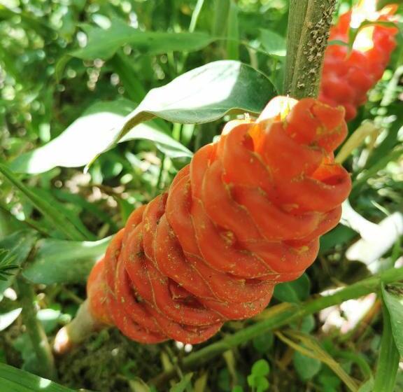 펜션 Home Garden Chaeson บ้านสวน ชวนฝัน