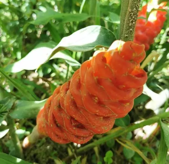 پانسیون Home Garden Chaeson บ้านสวน ชวนฝัน