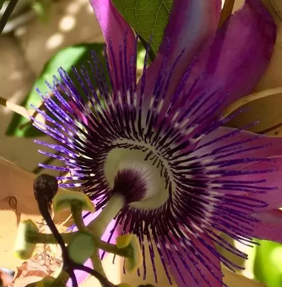 Botanica B&b