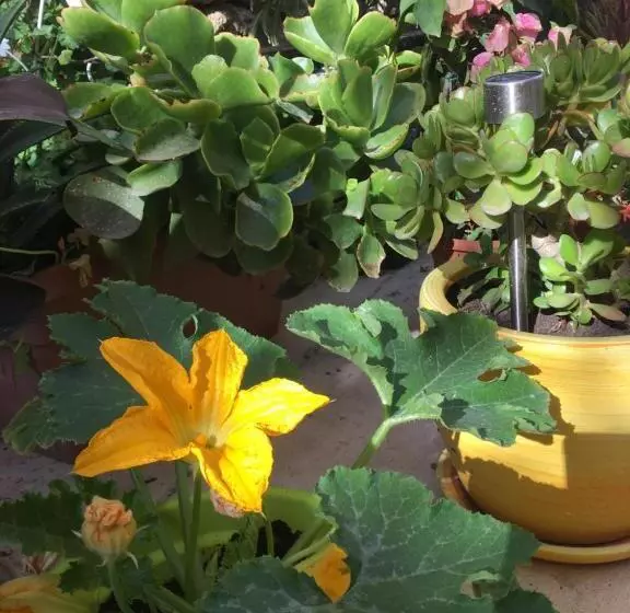 Botanica B&b
