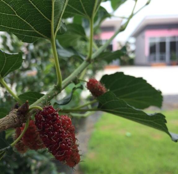 בית מלון כפרי บ้านสวนนิสา