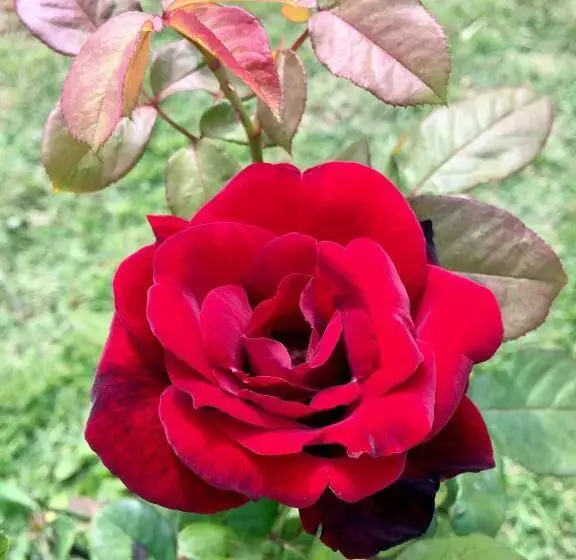 استراحتگاه Khao Kho Sky Winds