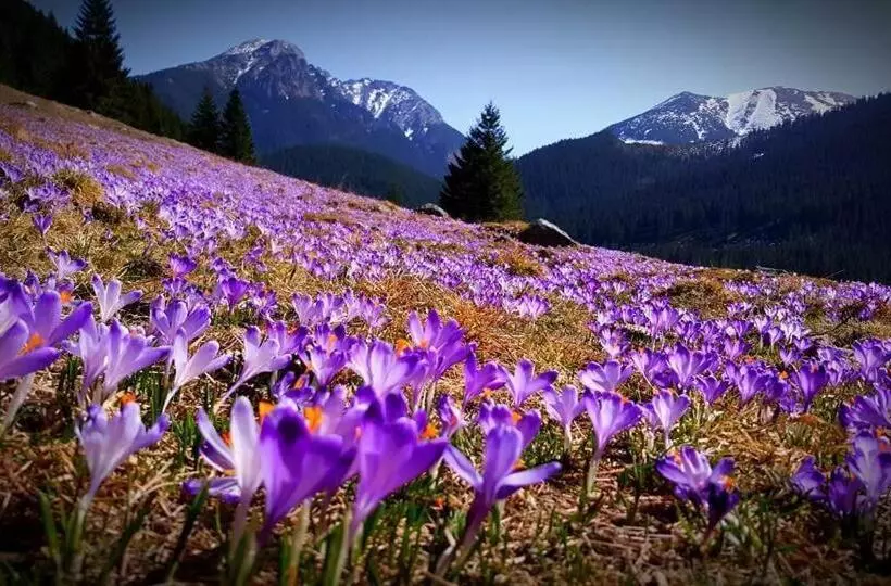 Majatalo Chata Drevenica