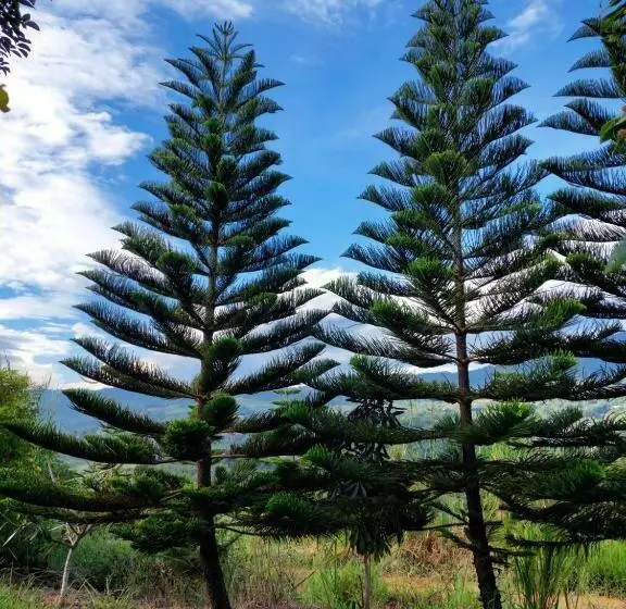 Janthawat Khaokho Resort