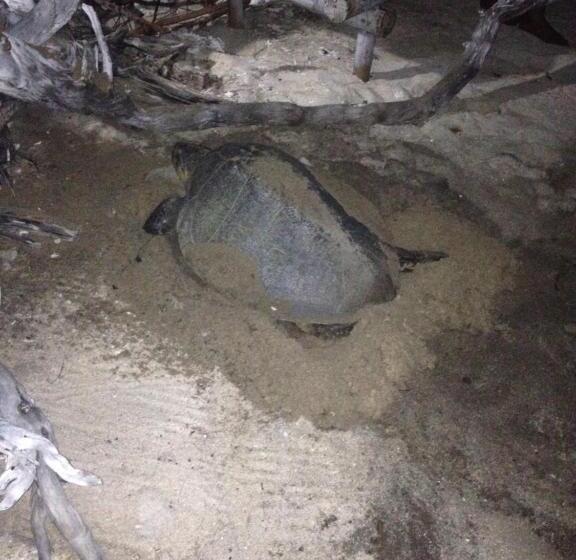 Pensjonat Bluecoral Bungalows