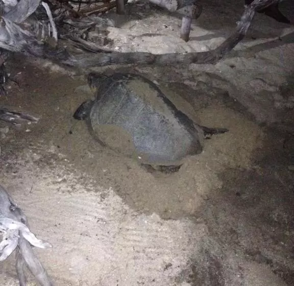 ペンション Bluecoral Bungalows