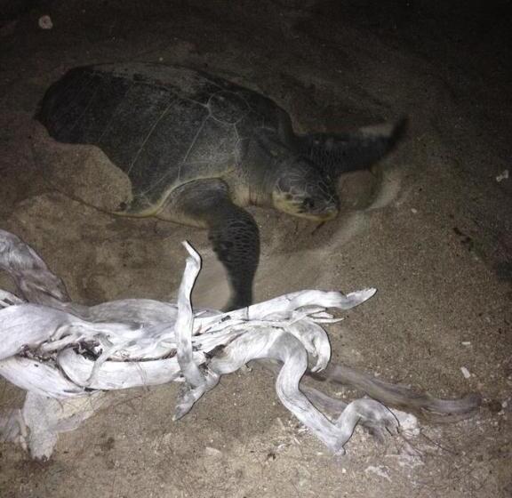 Pensjonat Bluecoral Bungalows