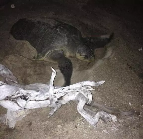 ペンション Bluecoral Bungalows