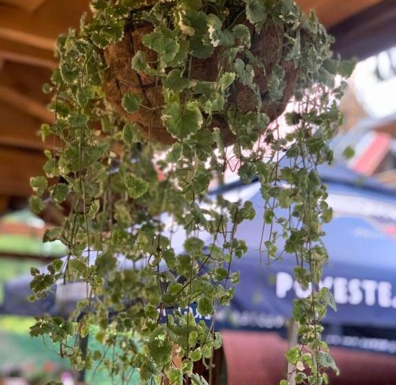 Пансион Thor și Cora