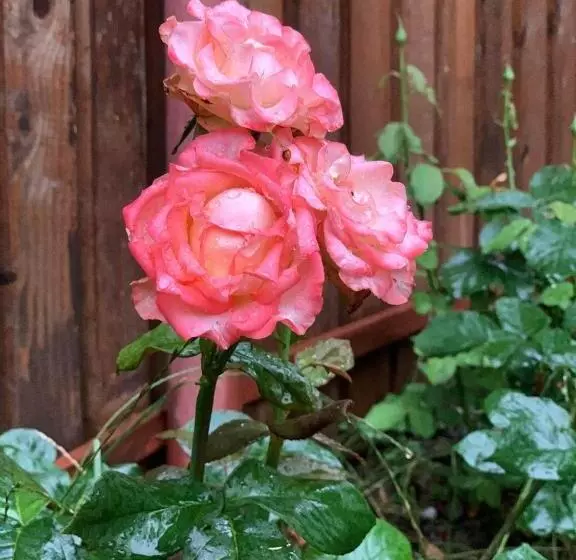 Majatalo Thor și Cora