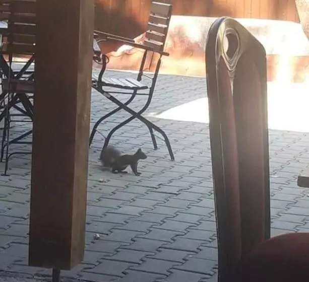 Majatalo Thor și Cora