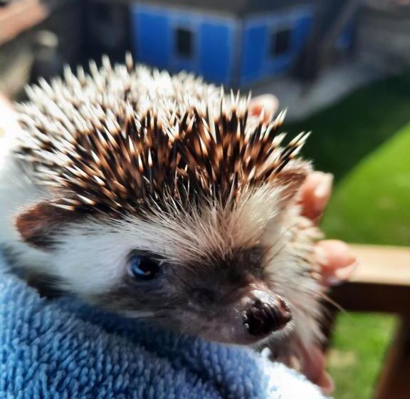 פנסיון чолаковата къща