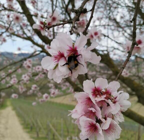 ペンション Casa Pulci