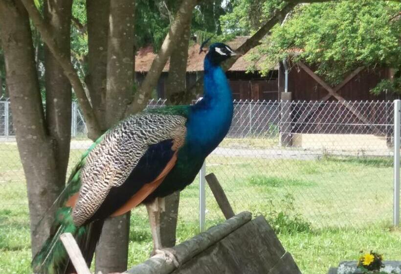 منتجع Holiday Park  Scout