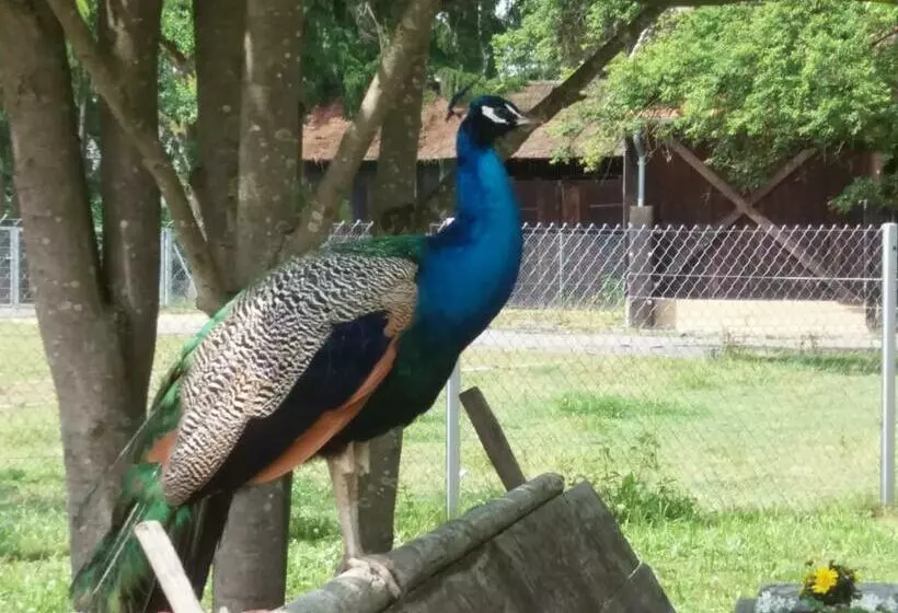 Lomakeskus Holiday Park  Scout