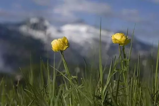 Пансион Alte-stube Gasthof