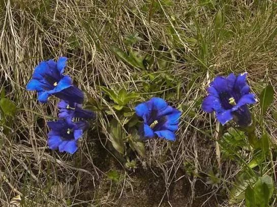 Пансион Alte-stube Gasthof