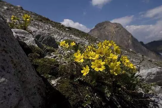 Пансион Alte-stube Gasthof