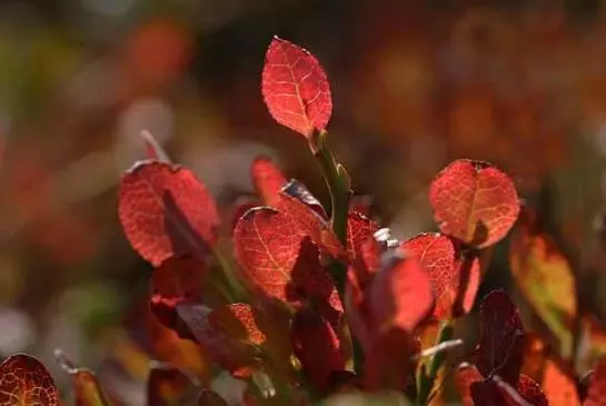 Пансион Alte-stube Gasthof