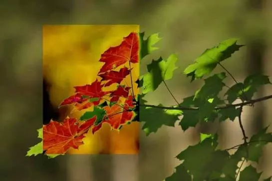 Пансион Alte-stube Gasthof