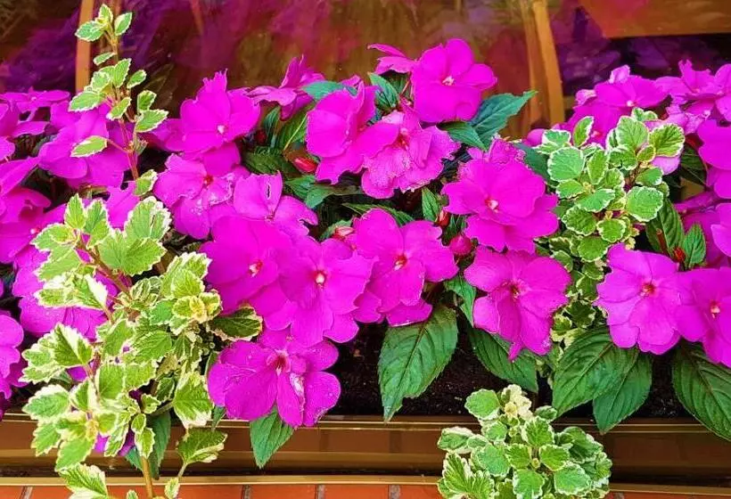 בית מלון כפרי Centrum25