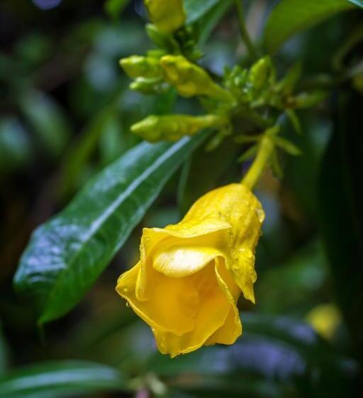 پانسیون Casa Colores