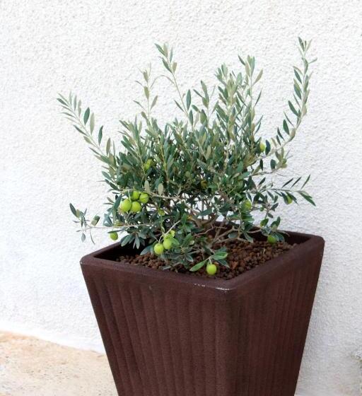 B&b Il Nido Sui Trulli