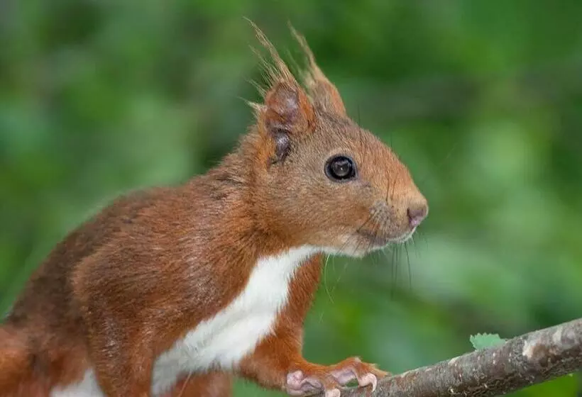 Appartement Spacieux 4 Pièces En Centre Ville Avec Cuisine équipée Et Chambres Confortables   Fr 1 5