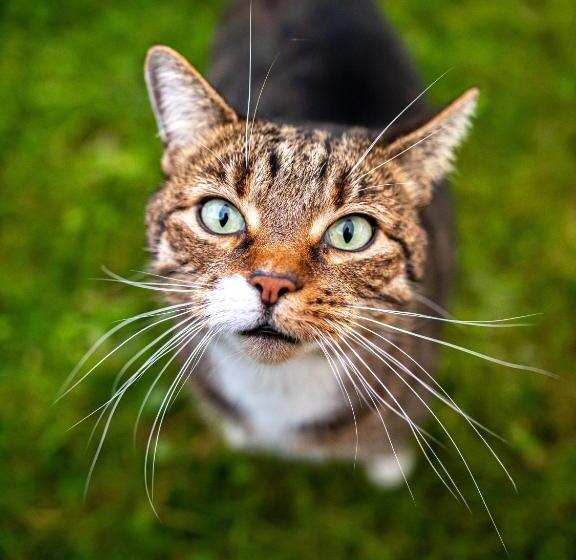 Large Country Cottage, Sleeps 8   Spa Facilities, Garden Bar, Catering Services, Free Parking, Natur