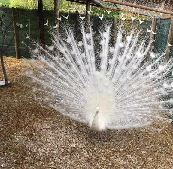 Cottoni Natural Space