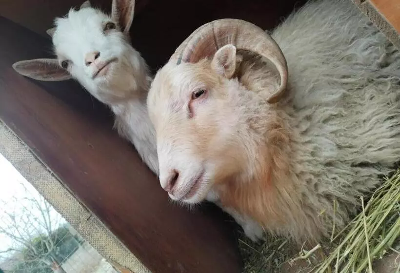 Cottoni Natural Space